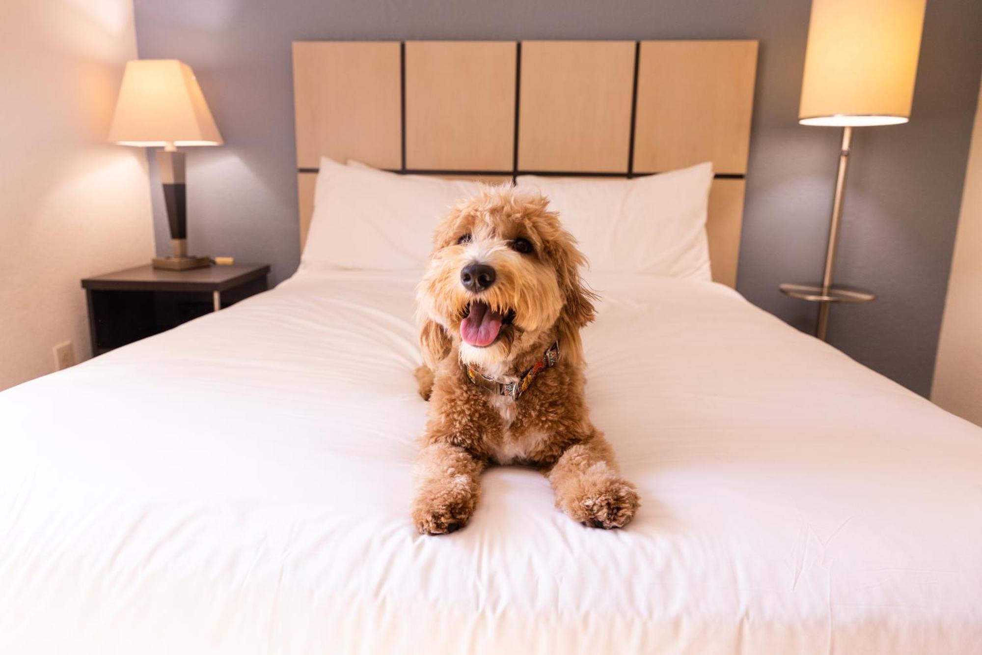 Sonesta Simply Suites Memphis East Poplar Pike Dış mekan fotoğraf